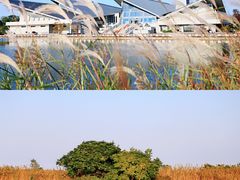 -盐城丹顶鹤湿地生态旅游区