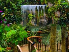 -正佳雨林生态植物园