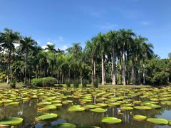 -中国科学院西双版纳热带植物园
