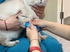 -纳吉亚猫专科动物医院(康都外科中心)