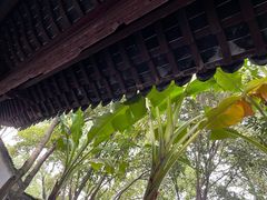 -秋霞圃