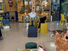 -平行世界·猫咖(首经贸店)