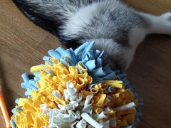 -Husky Go! 哈士奇体验馆·宠物咖啡厅狗咖