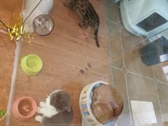 -李小姐の猫咖啡馆(五角场店)