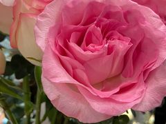 -小西家作(富力爱丁堡店)