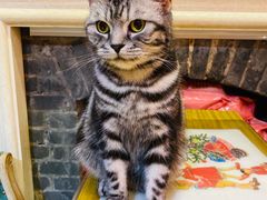 -猫色咖啡·猫咖