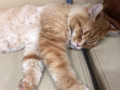 -喜多萌中农锦绣动物医院24H·猫科·牙科MRI·CT