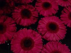 iphone_upload_pic-花马天堂云南餐厅 Lost Heaven(高邮路店)