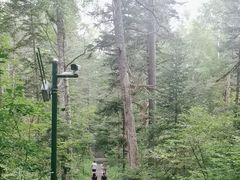 -汤旺河林海奇石景区