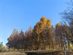 -西安浐灞国家湿地公园