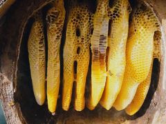 -栾川竹海野生动物园