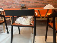 -豆逗聊愈猫阁Easy Life