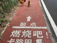 -海南铜鼓岭景区