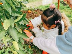 -前小桔亲子创意农场·草莓采摘·露营烧烤