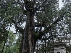 -黄帝陵