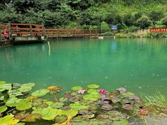 -龙坞茶村