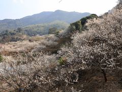 -广州市流溪河国家森林公园