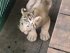-秦皇岛野生动物园