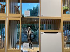 -PETKIT 小佩宠物·德文赛凯猫舍