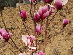 -绵阳盛世樱花悠乐谷