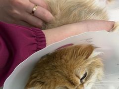 -北京观赏动物医院·24小时大型综合·猫专科·异宠专科