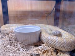 -青石桥花鸟鱼虫市场(叠翠城店)