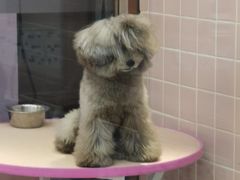 -FAELING PETS美天灵宠物(富力广场店)