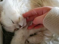 -猫猫幼稚园·撸猫·桌游·电玩
