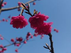 -顾村公园