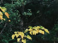 -福道