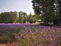 -紫海香堤香草艺术庄园