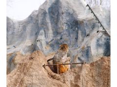 -青藏高原野生动物园