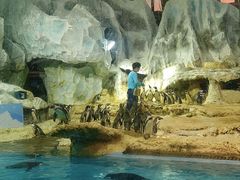 -帝企鹅自助餐厅•儿童岛•真企鹅(长隆企鹅酒店)