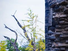 -上海佘山国家森林公园天马山园