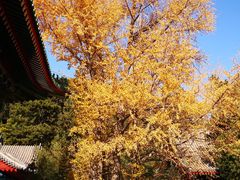 -香山公园