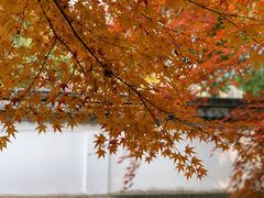 -秋霞圃