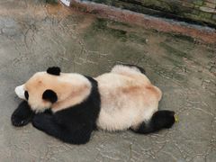 -都江堰中华大熊猫苑