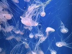 -海合安天津极地海洋公园