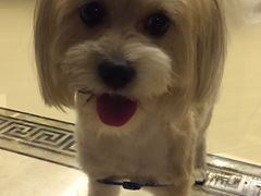 -帕帕拉兹宠物(亚洲旗舰店)