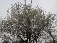 -盘龙城国家考古遗址公园