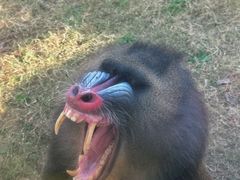 -合肥野生动物园