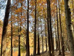 -上海海湾国家森林公园