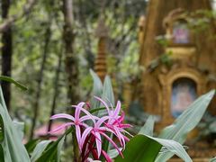 -莫里热带雨林景区
