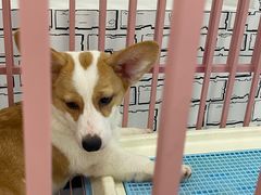 -白夜2D咖啡馆
