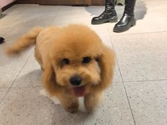 -FAELING PETS美天灵宠物(富力广场店)