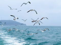 -海驴岛(荣成市)