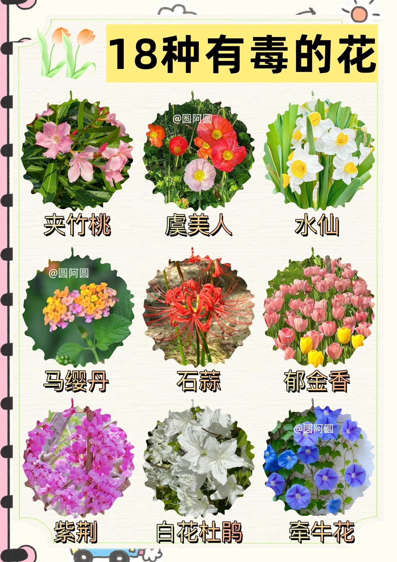 知识#鲜花#知识分享#有毒的花#爱生活爱养花#花花草草#绿植#花卉绿植