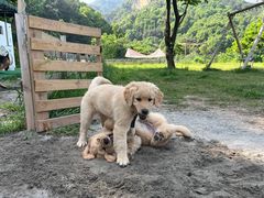 -趣多多宠物公园·宠物训犬学校·宠物寄养