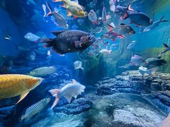 -上海海洋水族馆