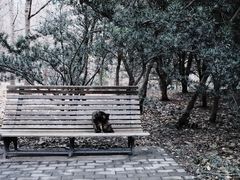 -上海共青森林公园